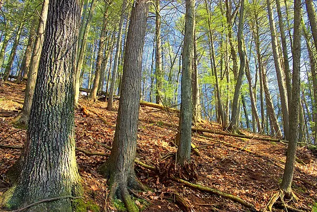 Nicholas A. Tonelli on Wikimedia Commons