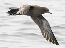 Image from eBird