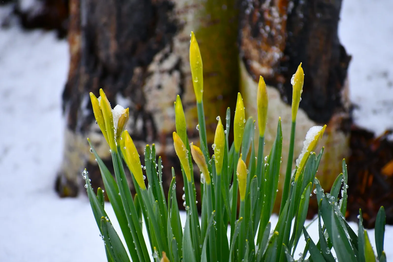 20 Signs Winter Was Beginning to Fade