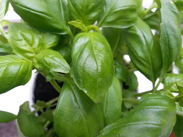 Theherbsite on Wikimedia Commons