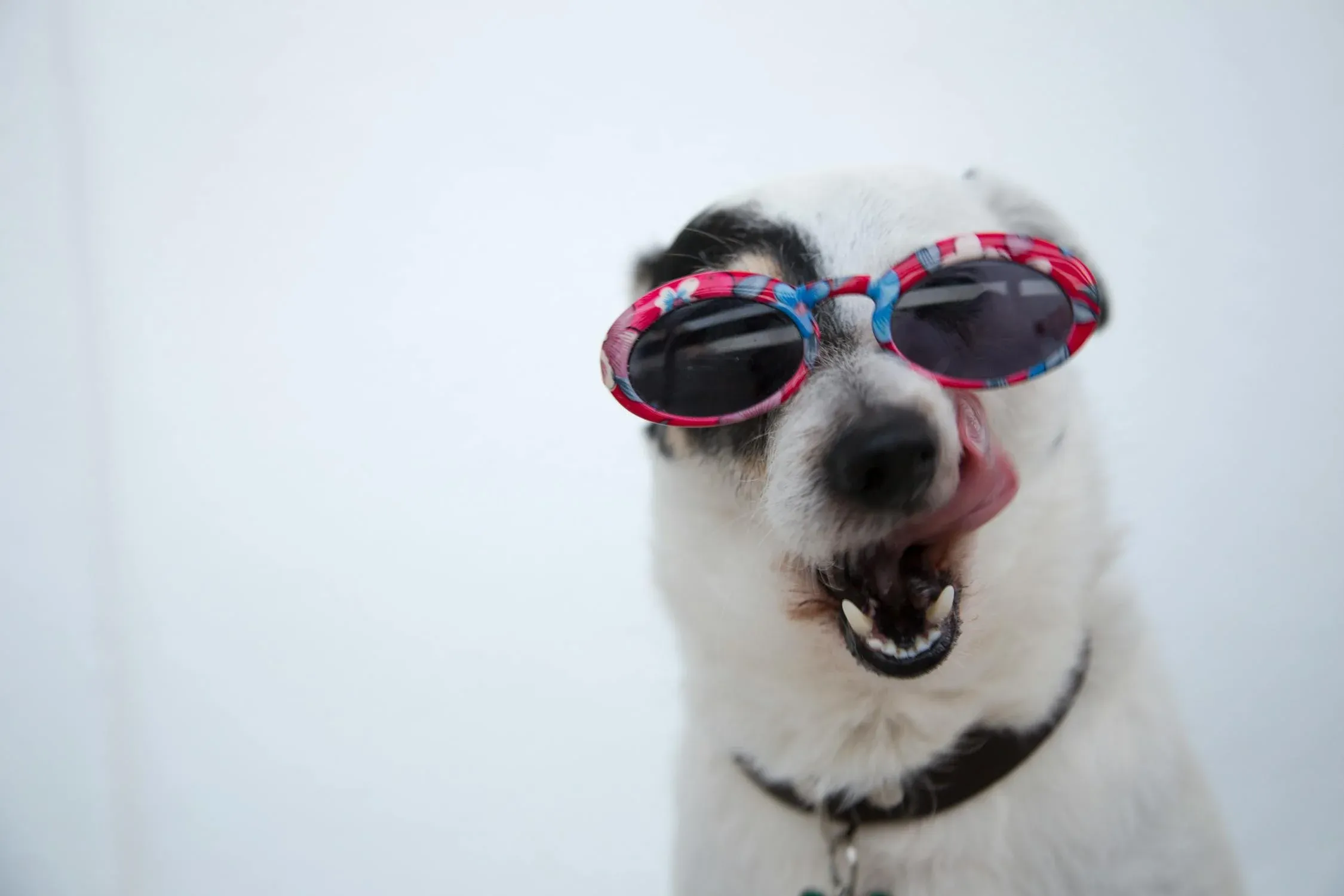 13 Pet Trends from the Past That Make No Sense Today