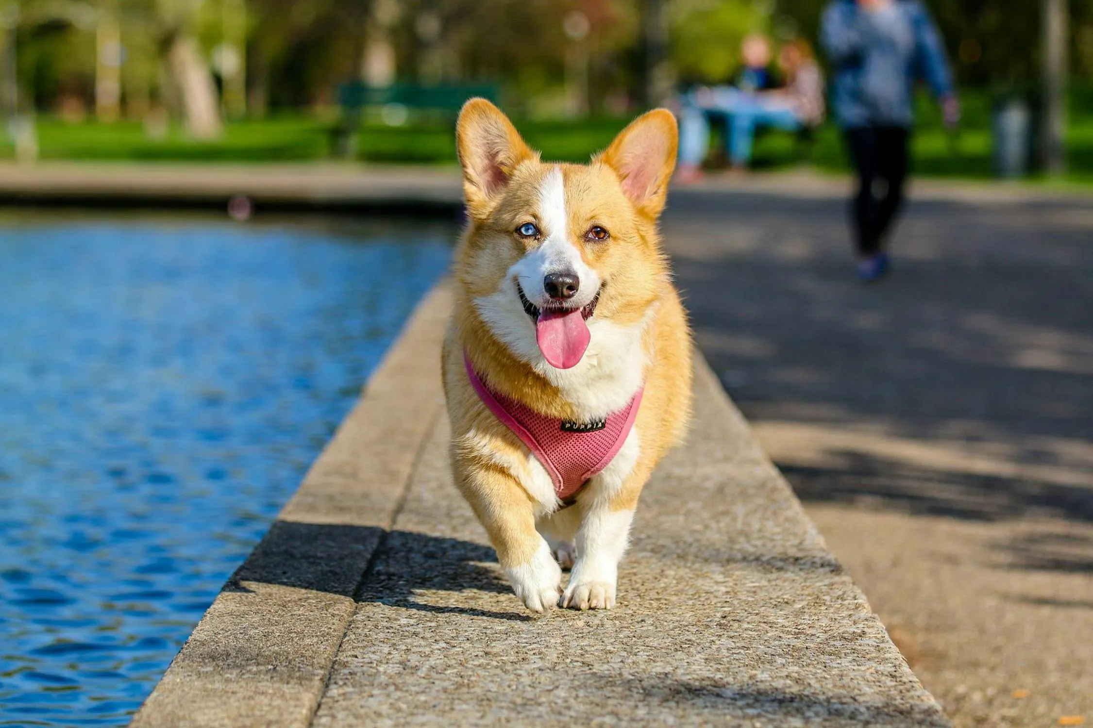 10 Most Dog-Friendly Cities in California