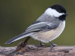 Image from All About Birds