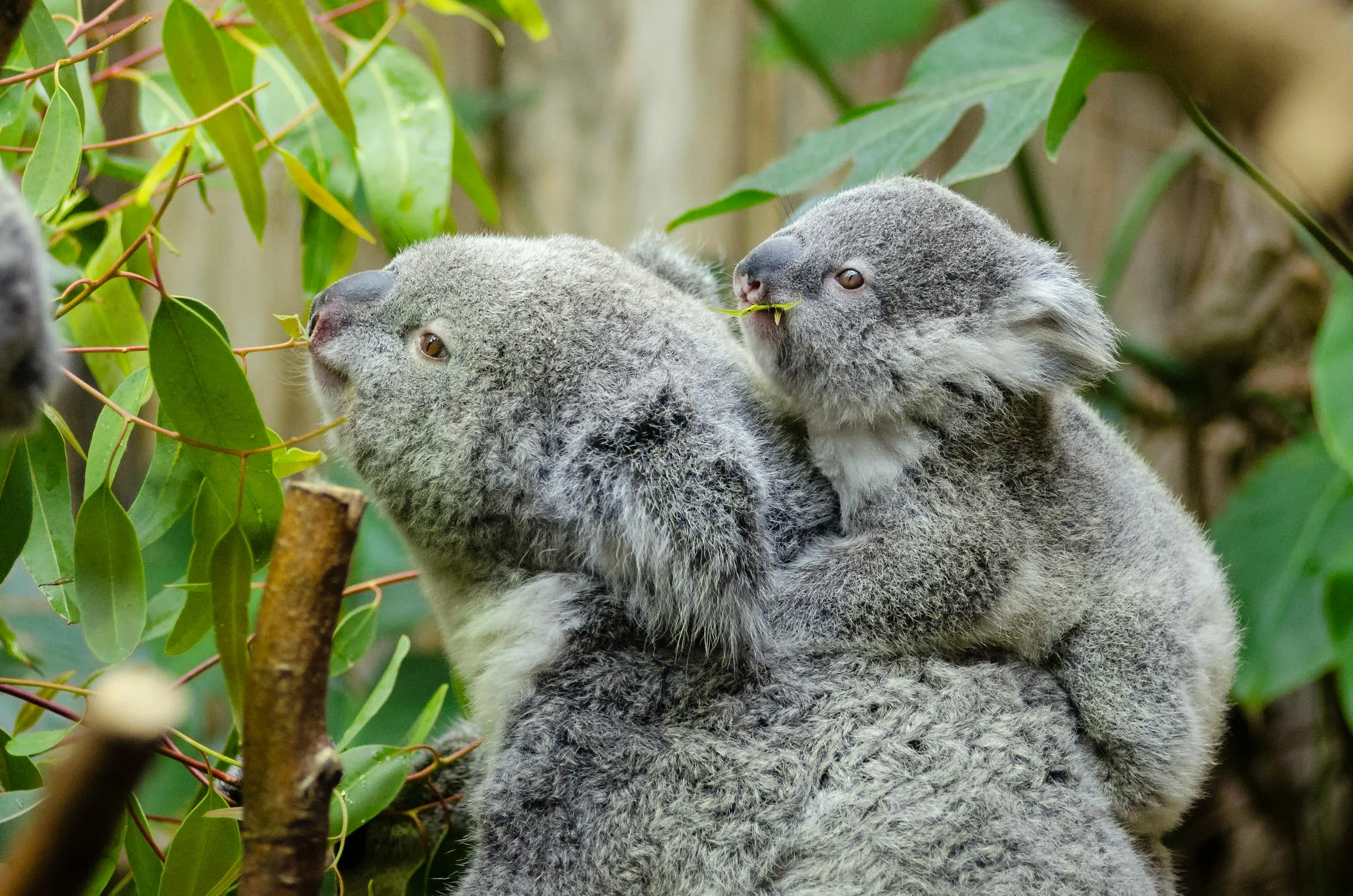12 Ways to Help Protect Koalas and Their Habitats on International Wild Koala Day