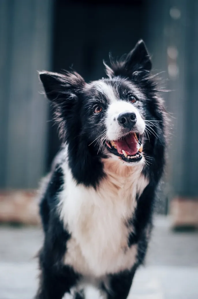 Baptist Standaert from Unsplash