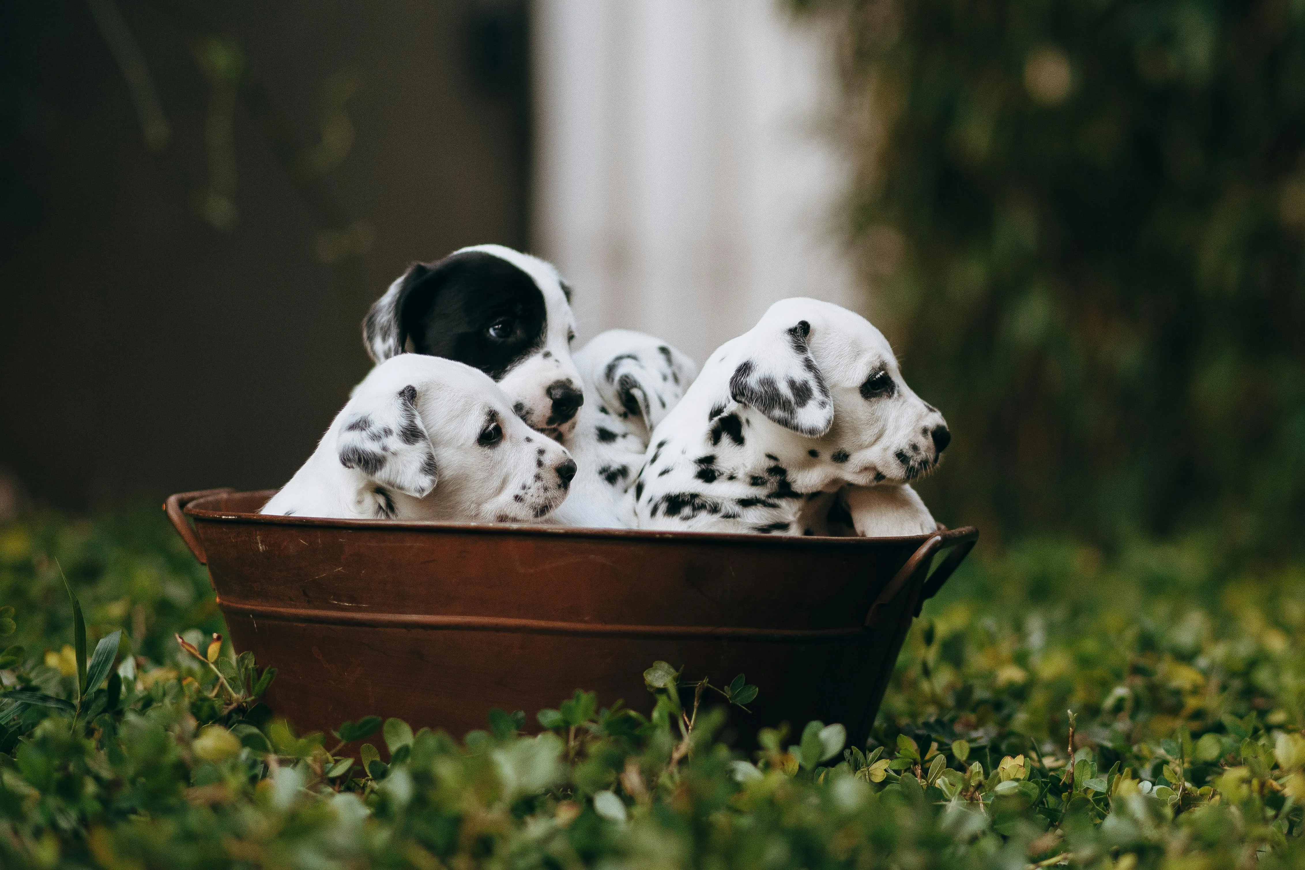 Helena Lopes on pexels