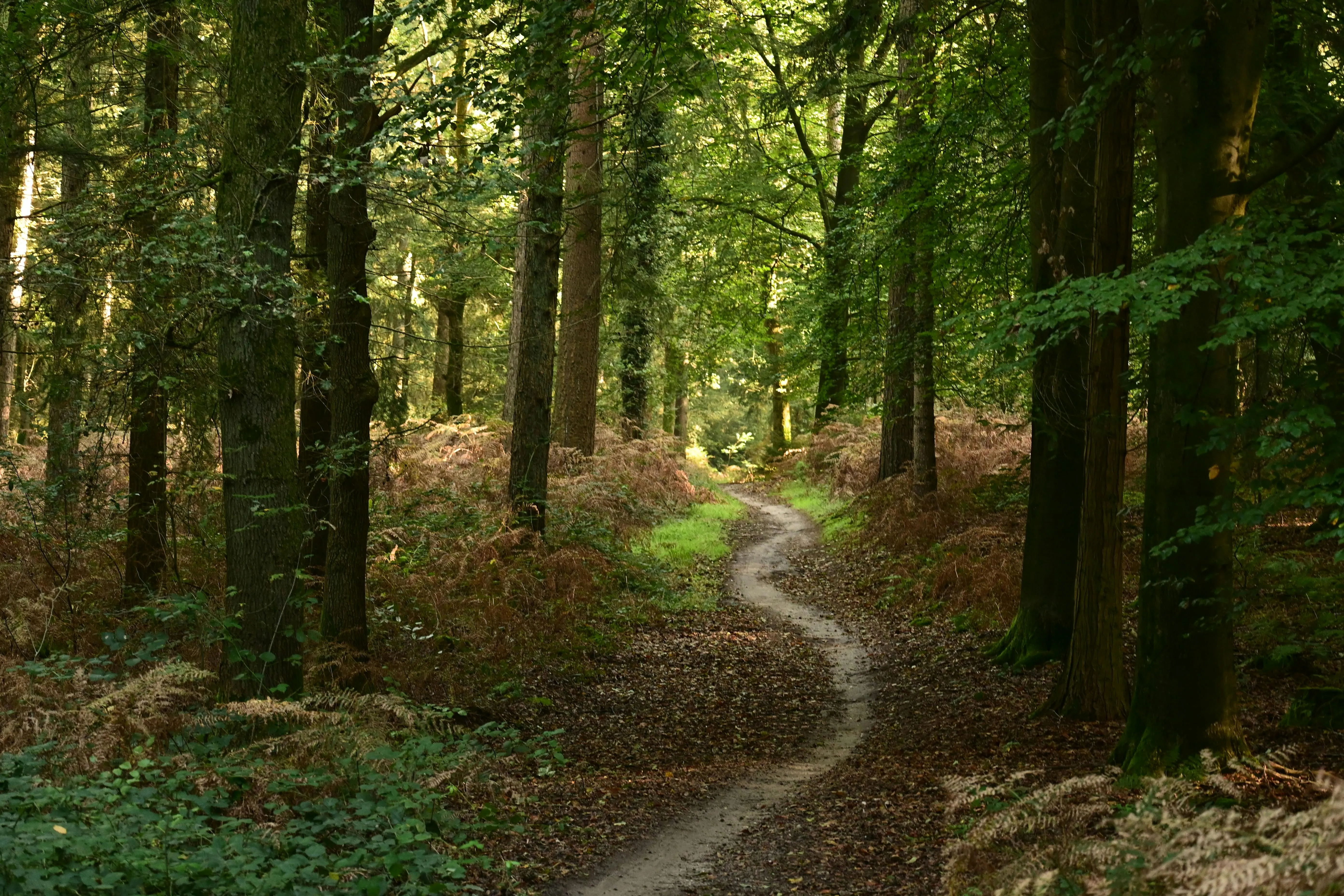 Werner Redlich on Pexels