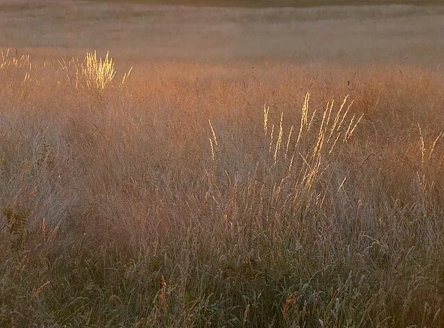 Stefan Czapski on Wikimedia Commons