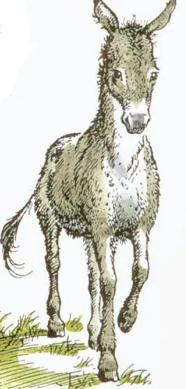 Image from The Chronicles of Narnia Wiki - Fandom 