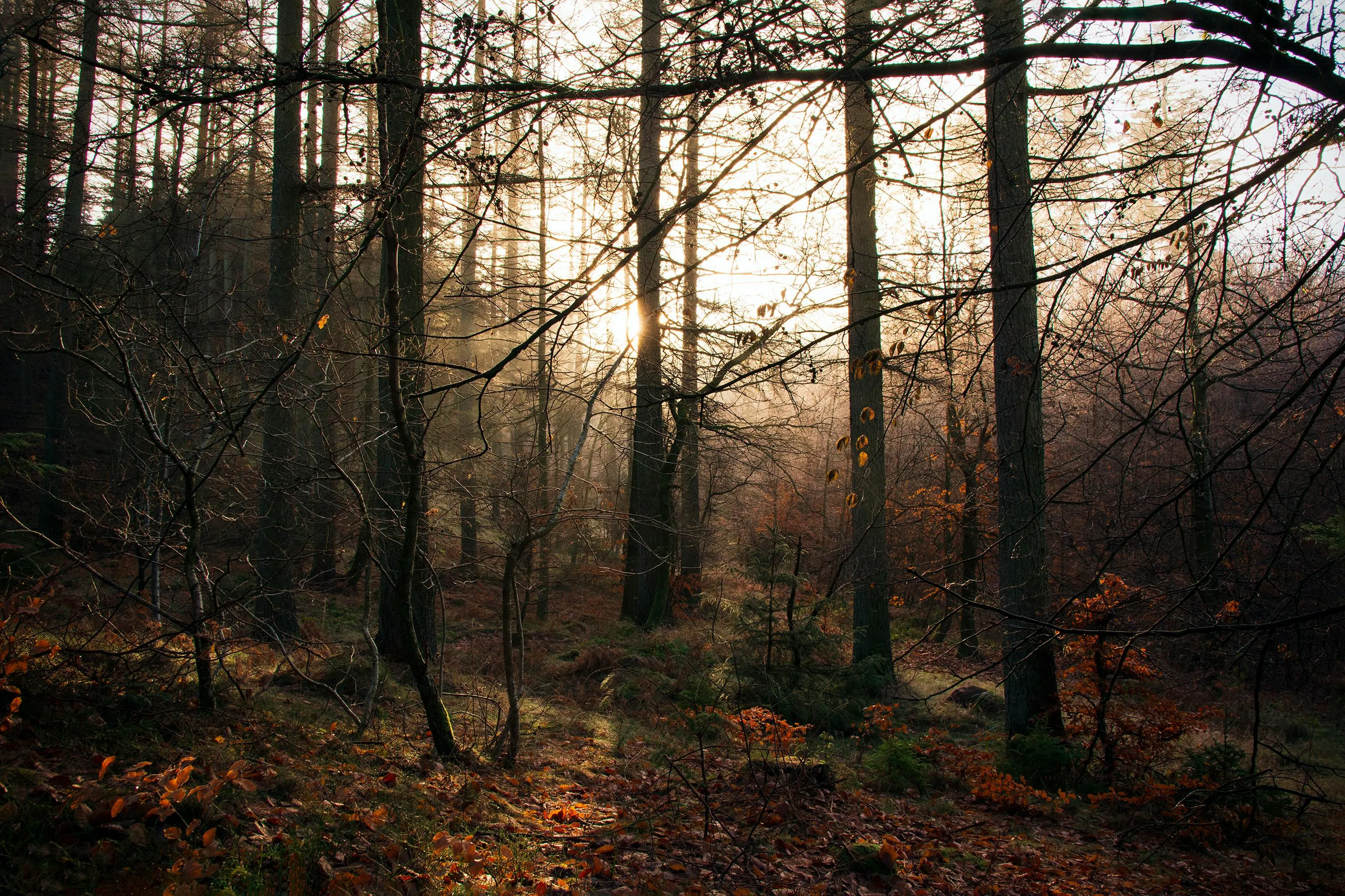Martin Dalsgaard on Pexels