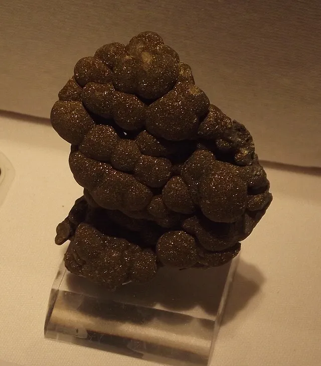 Tortie tude on wikimedia