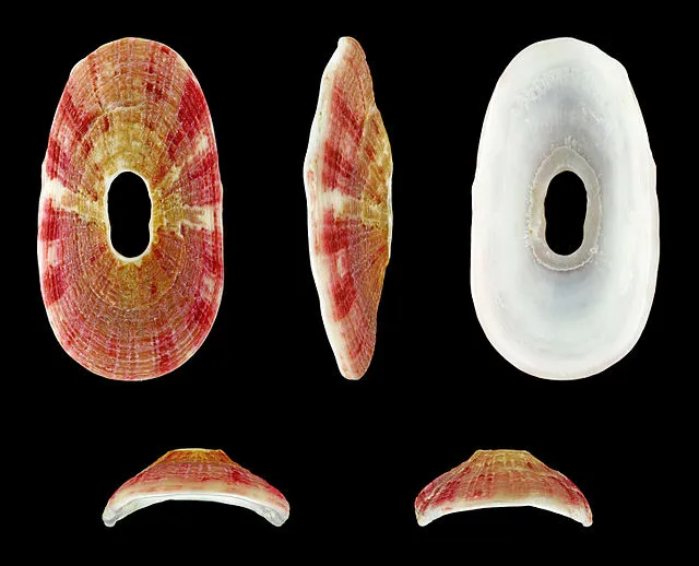 H. Zell on Wikimedia Commons