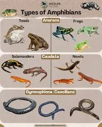 Image from Wildlife Nomads