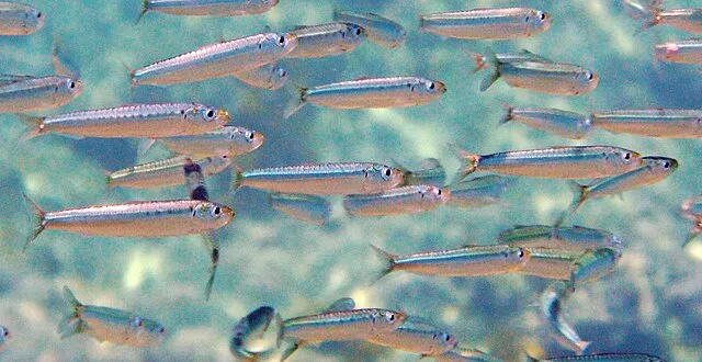 Etrusko25 on Wikimedia Commons 