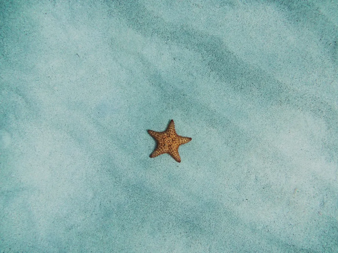 Amy Humphries on Unsplash