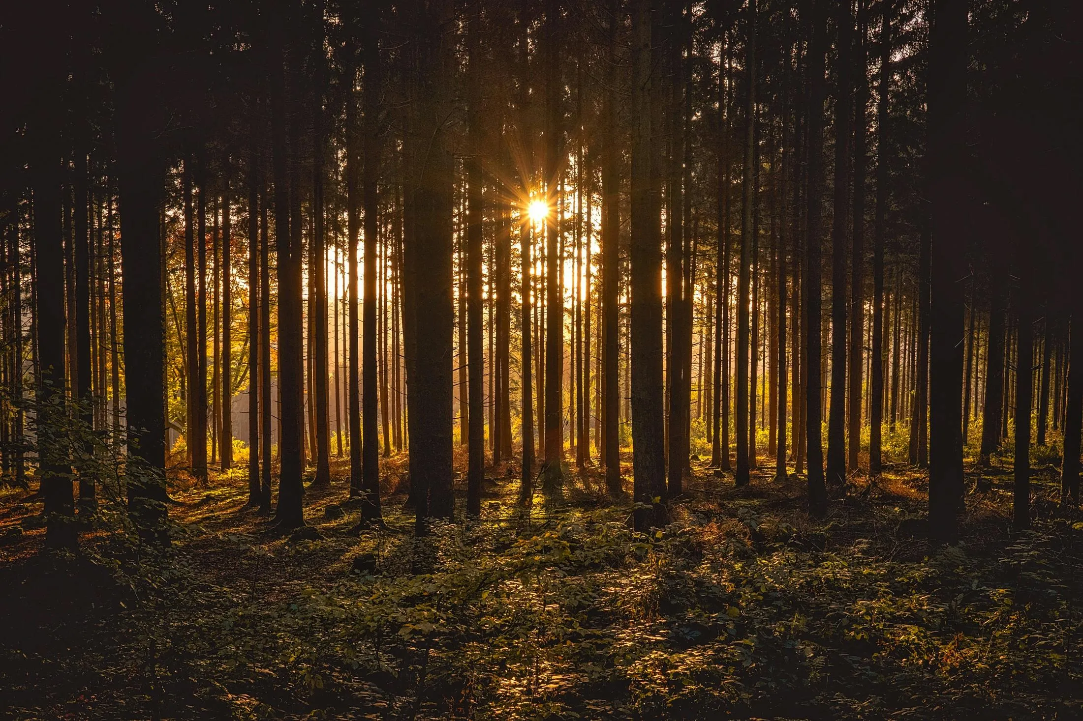 Pixabay on Pexels