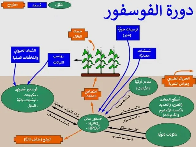 باسم on Wikimedia Commons