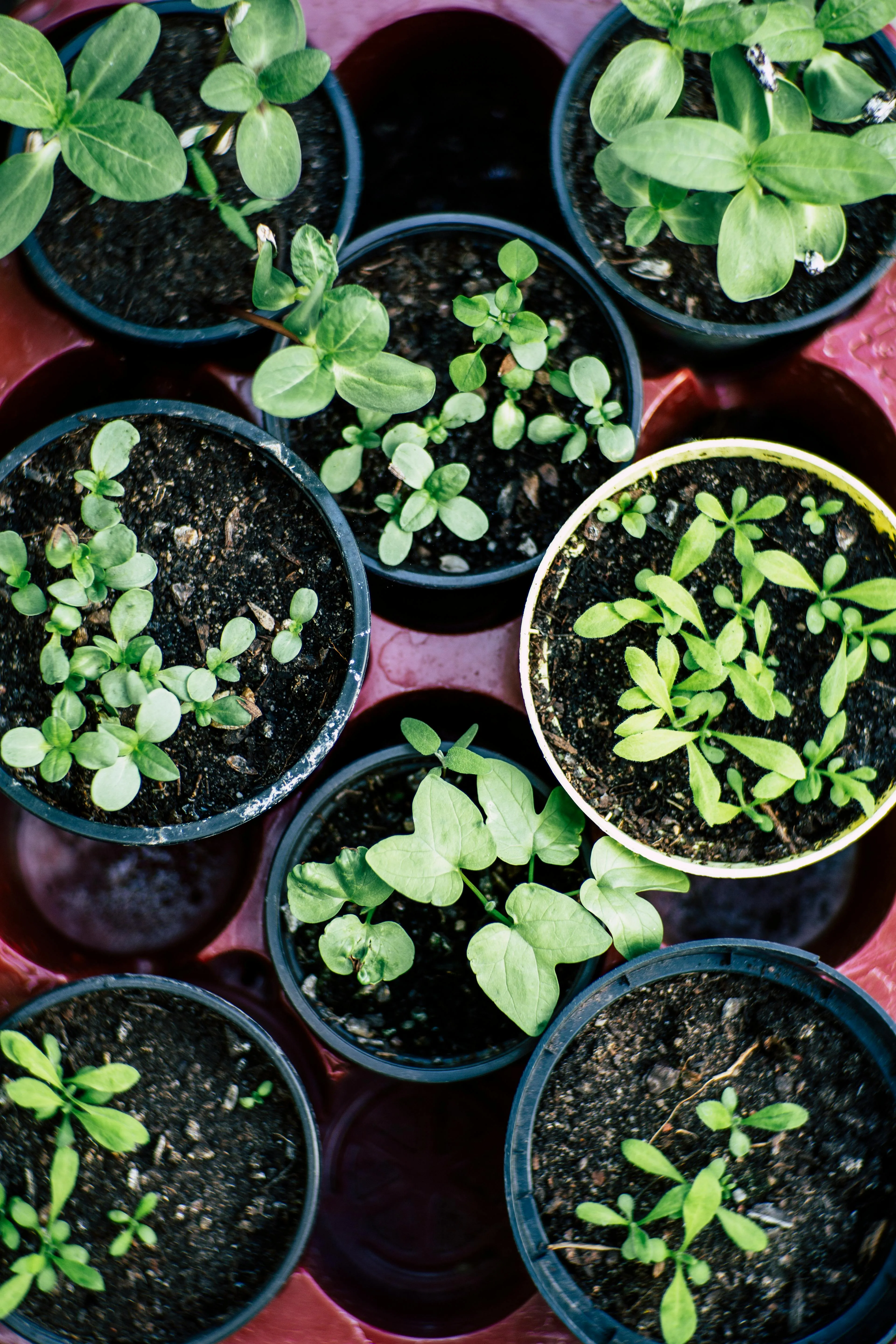 Markus Spiske on Pexels