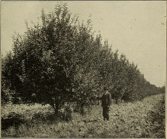 Internet Archive Book Images on Wikimedia Commons