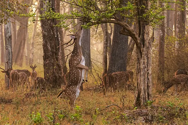 15 Ways Animals Adjust to Climate Variation