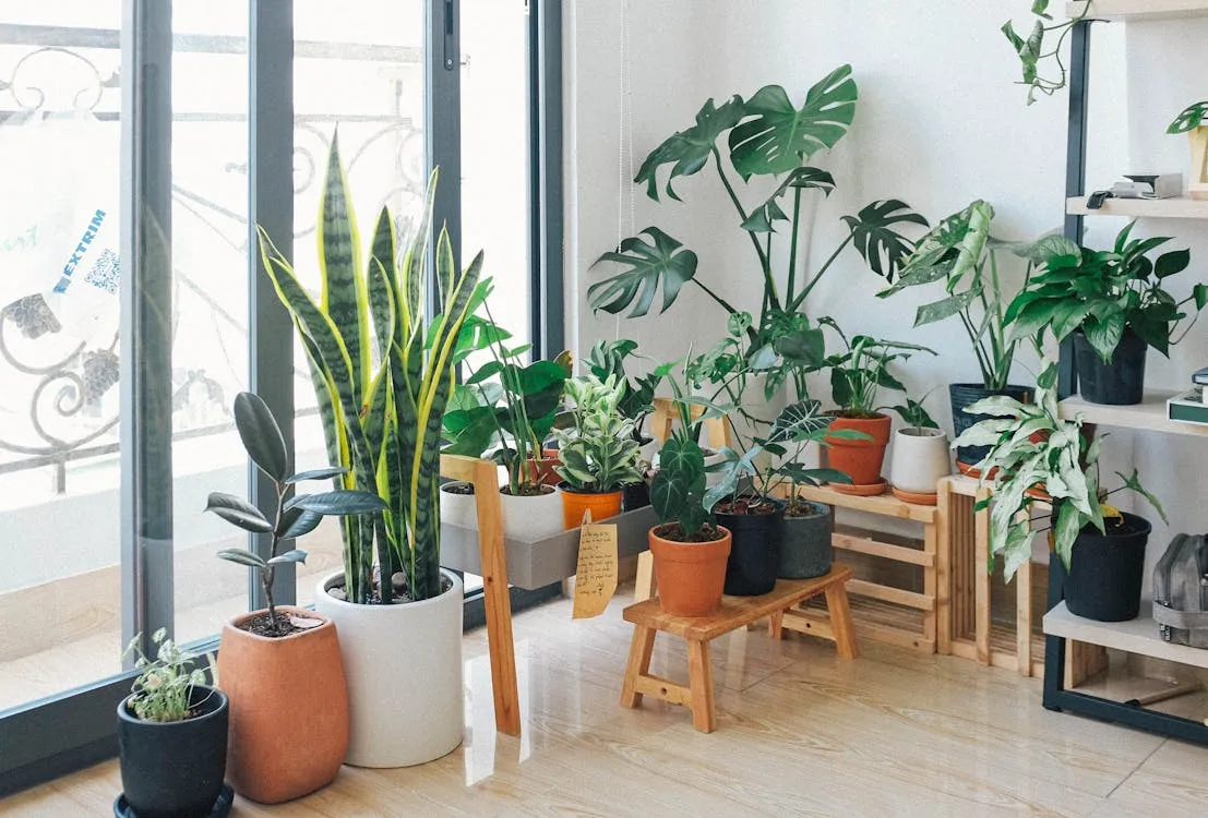 20 Indoor Plants That Thrive in Winter