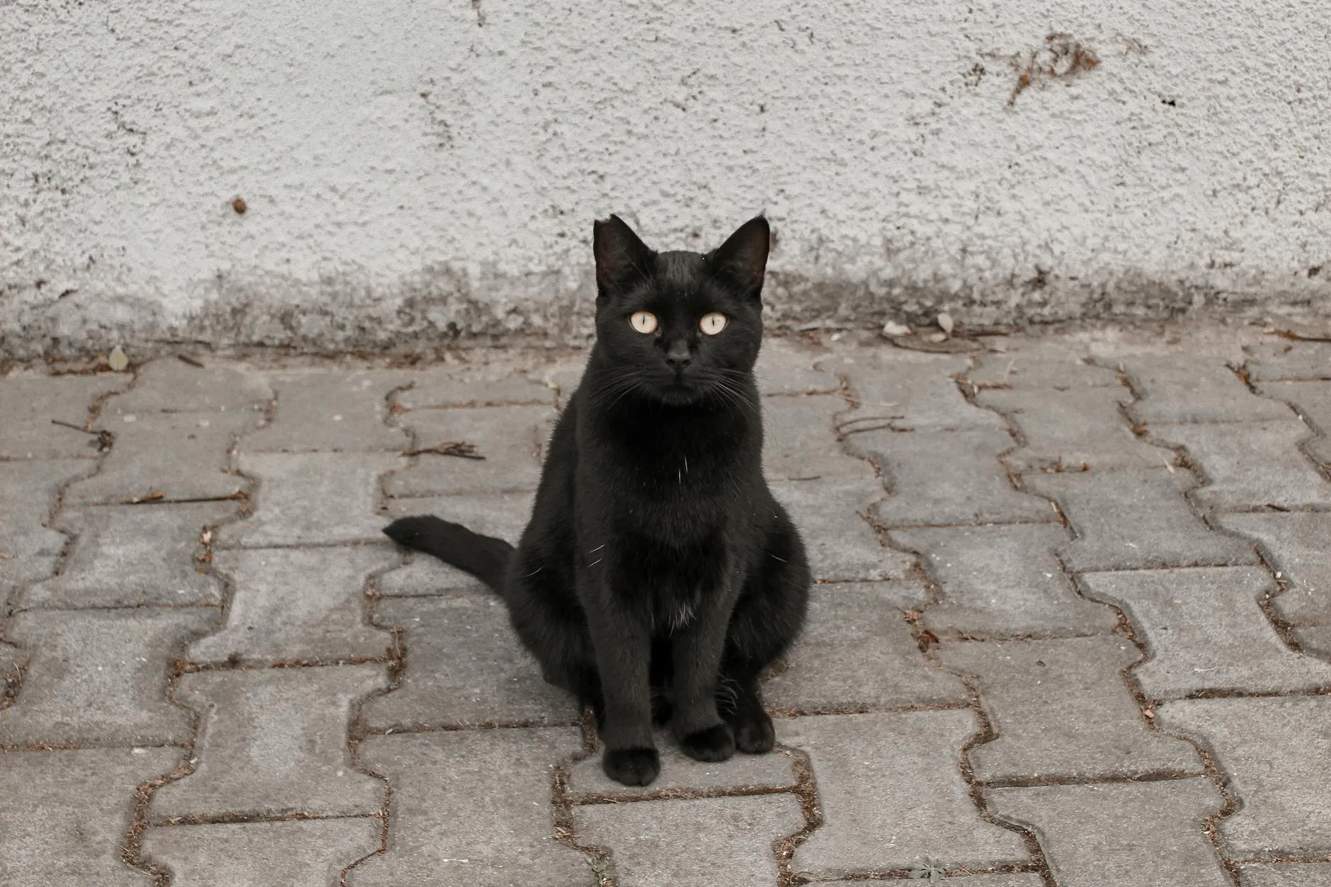 Betül Balcı on Pexels