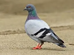 Image from All About Birds 