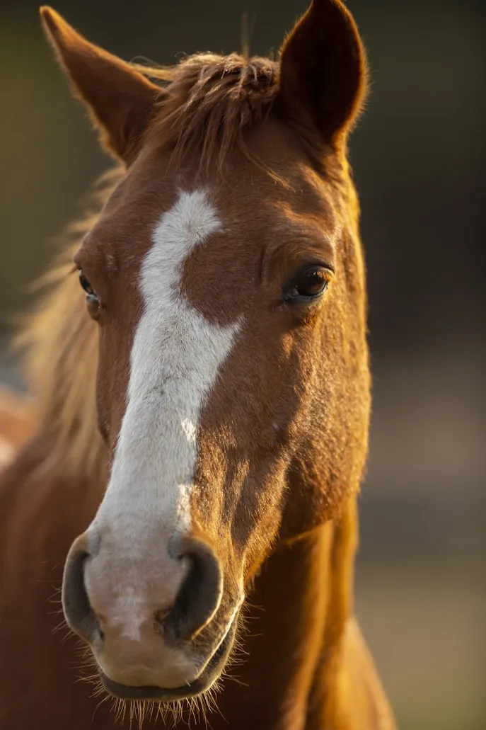 Pieter van Noorden from Unsplash