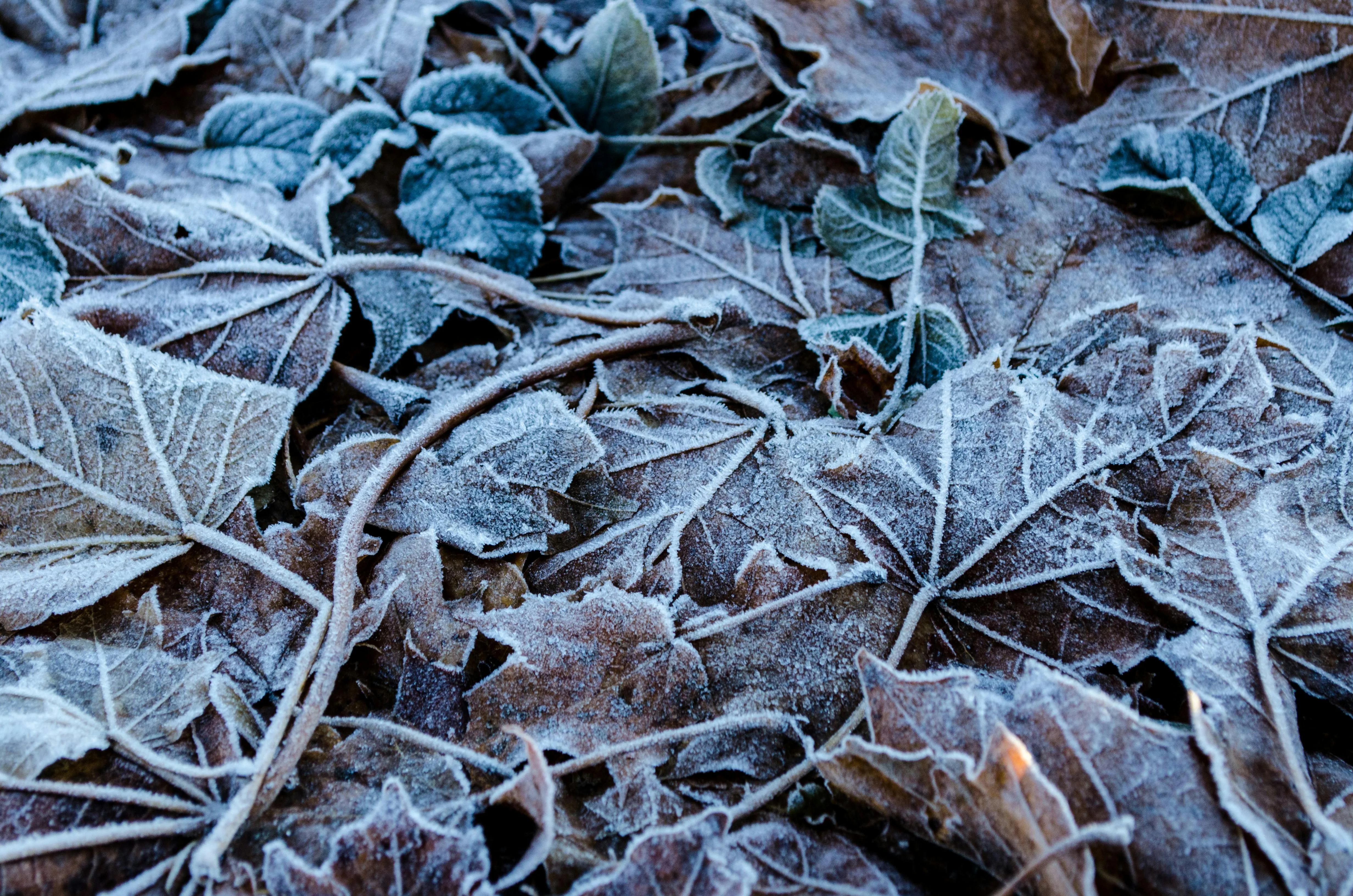 Andrea Acanfora on Pexels