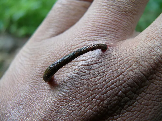 PJeganathan on Wikimedia Commons