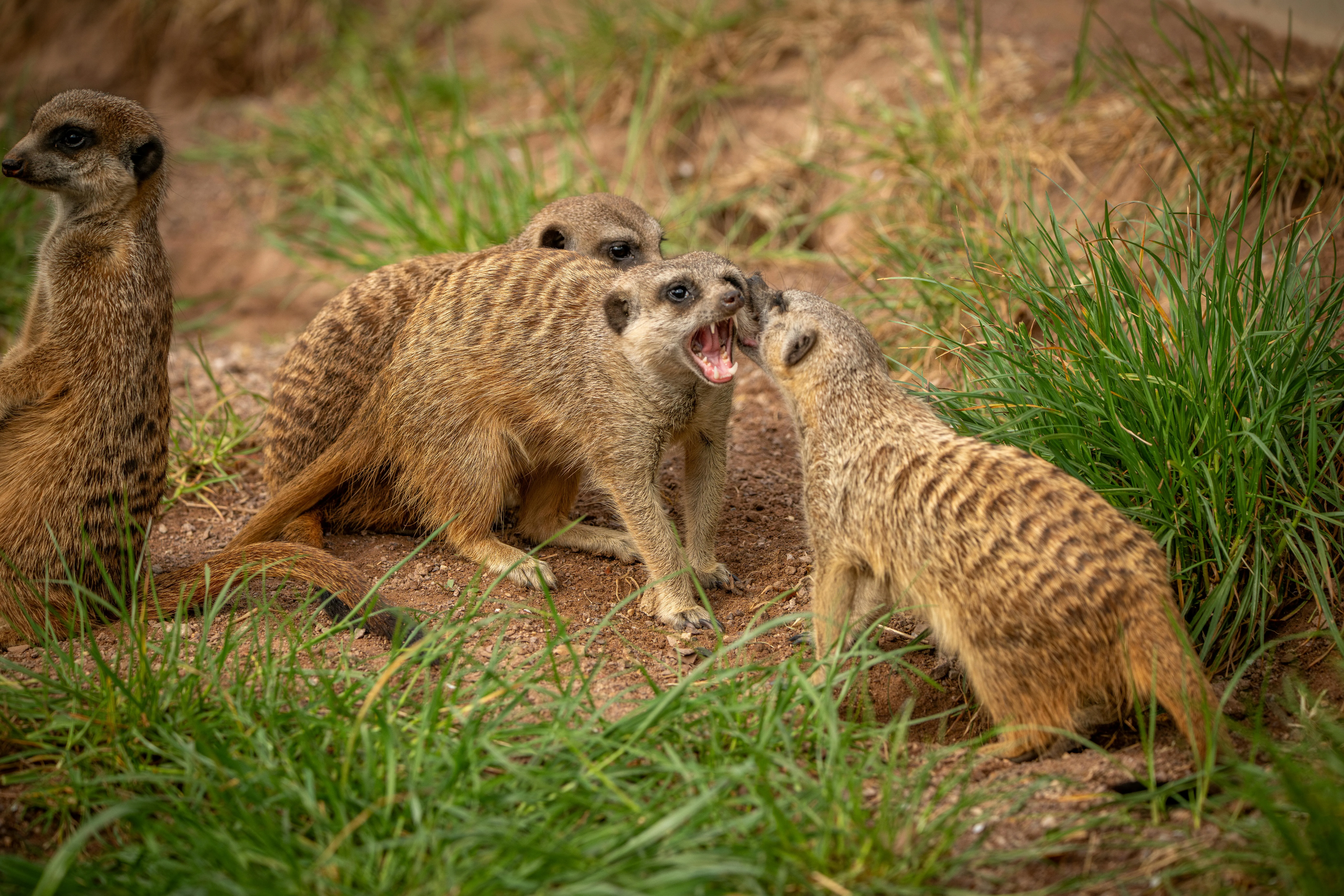 15 Cases Where Animals Displayed Unexpected Intelligence