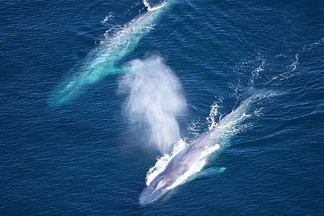 National Marine Sanctuaries on wikimedia