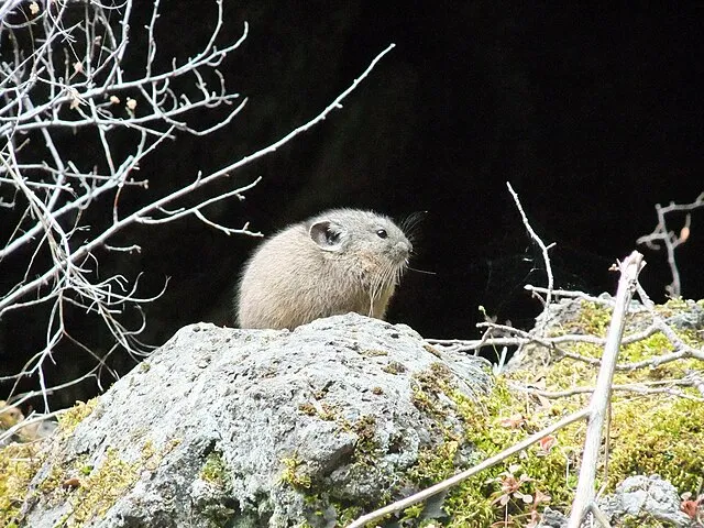 NPS photo on wikimedia