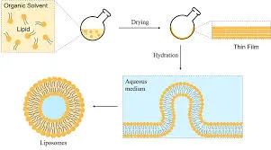Image from Creative Biolabs
