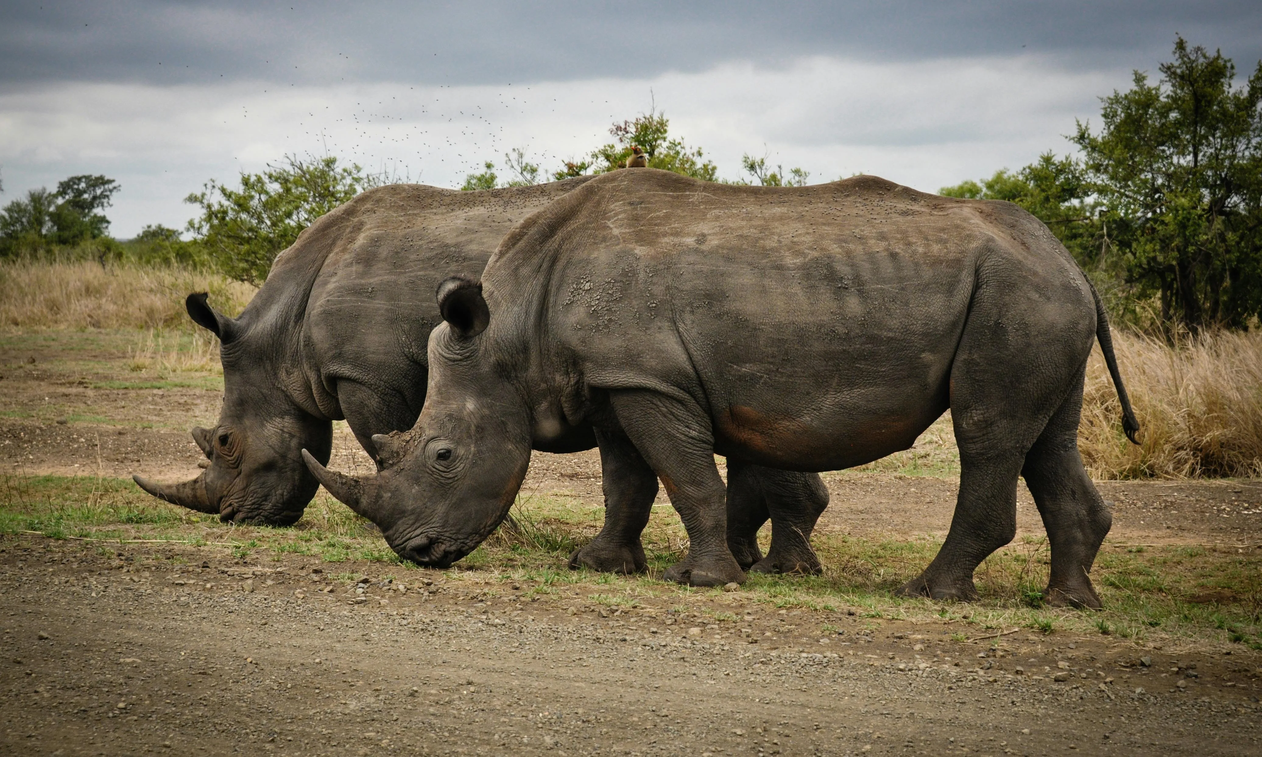 10 Organisms That Live Longer Than Most Species