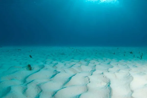 Image from Scientific American