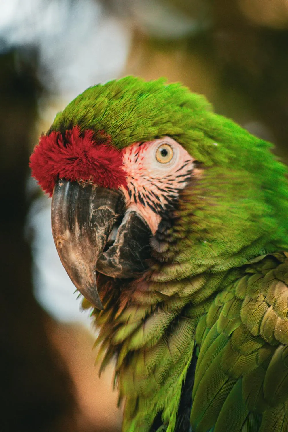 Lipe on Pexels