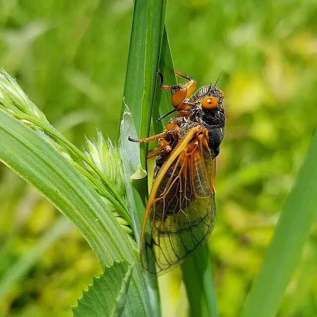 U. S. Fish and Wildlife Service - Northeast Region on wikimedia