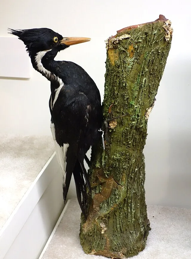 Daderot on wikimedia