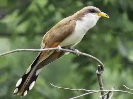 Image from All About Birds 