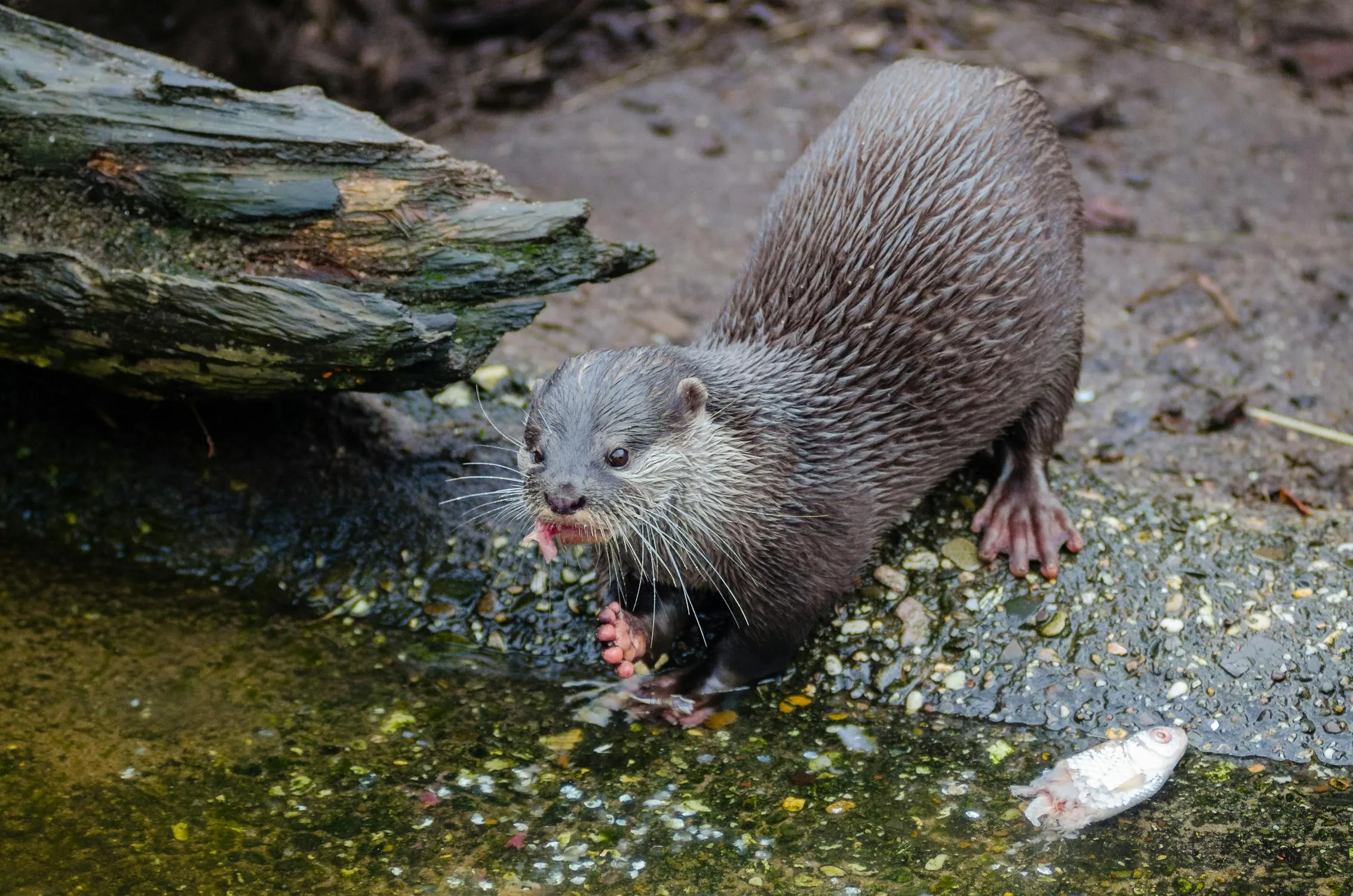 Flickr on Pexels 