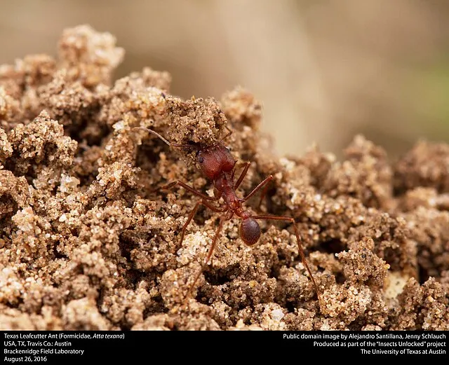 Insects Unlocked on wikimedia