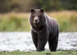 Image from The National Wildlife Federation Blog