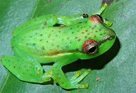 Image from Magnolia Press