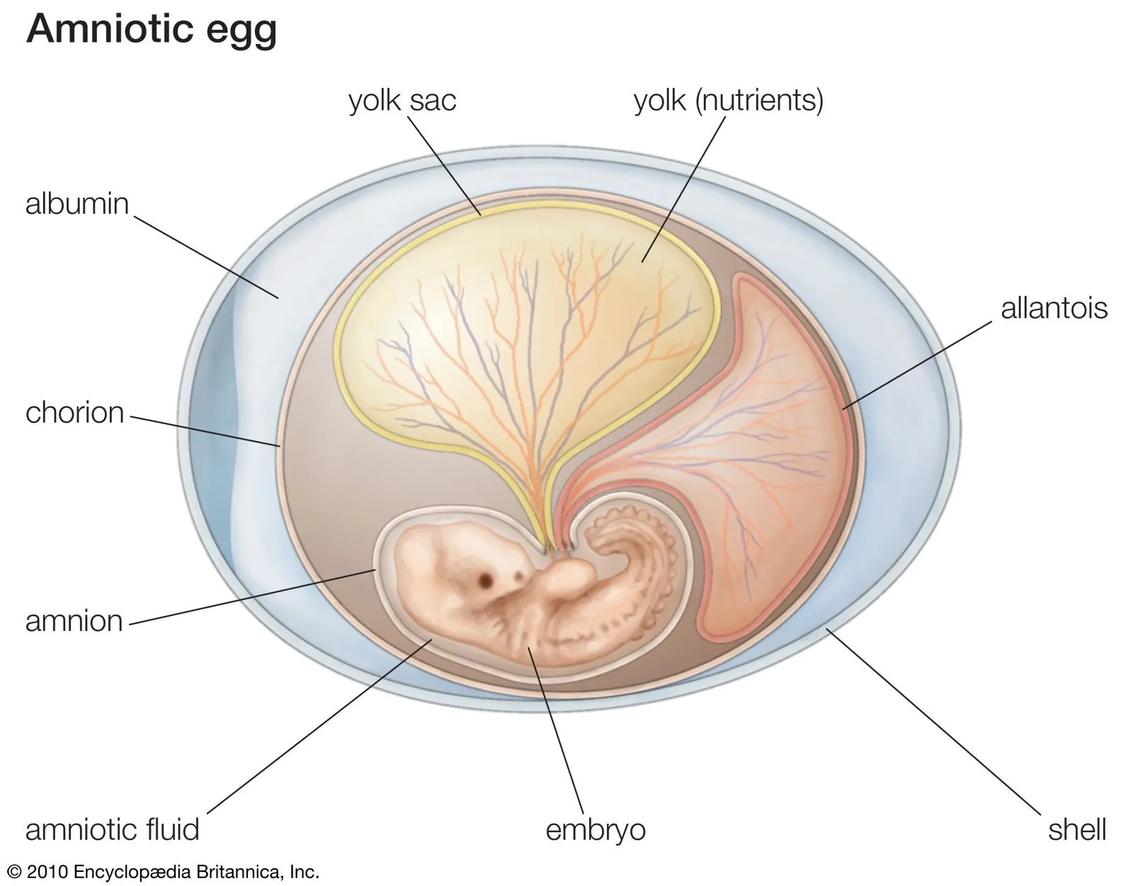 Image from Britannica