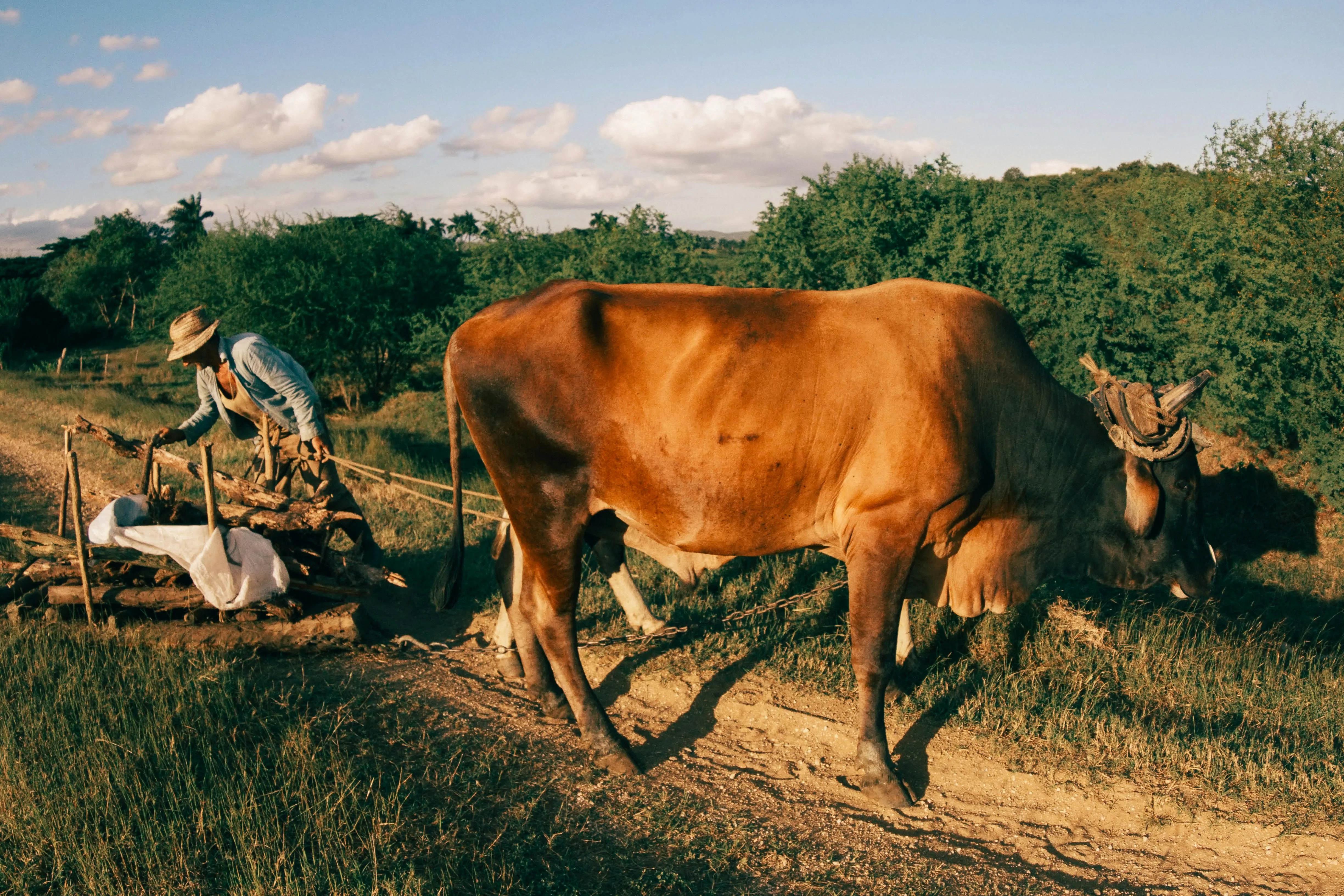 Mehmet Turgut Kirkgoz on pexels