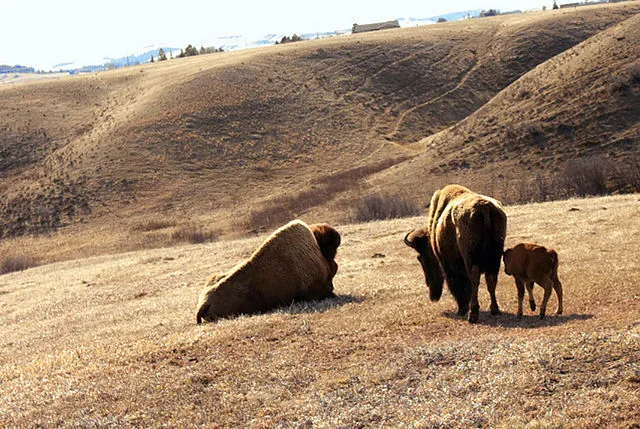 Mountain-Prairie Region on Wikimedia Commons