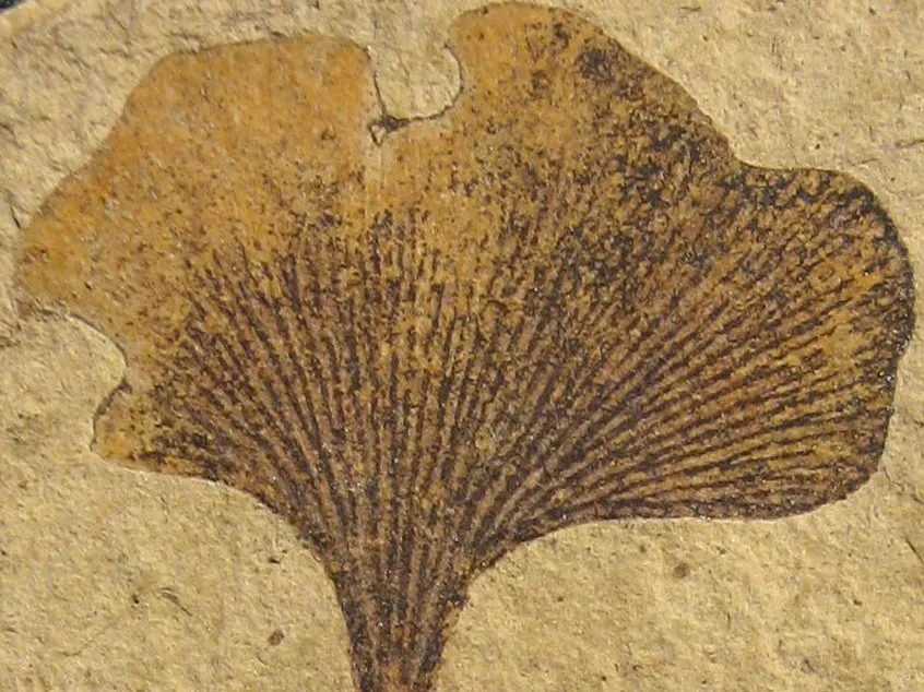 Kevmin on Wikimedia Commons
