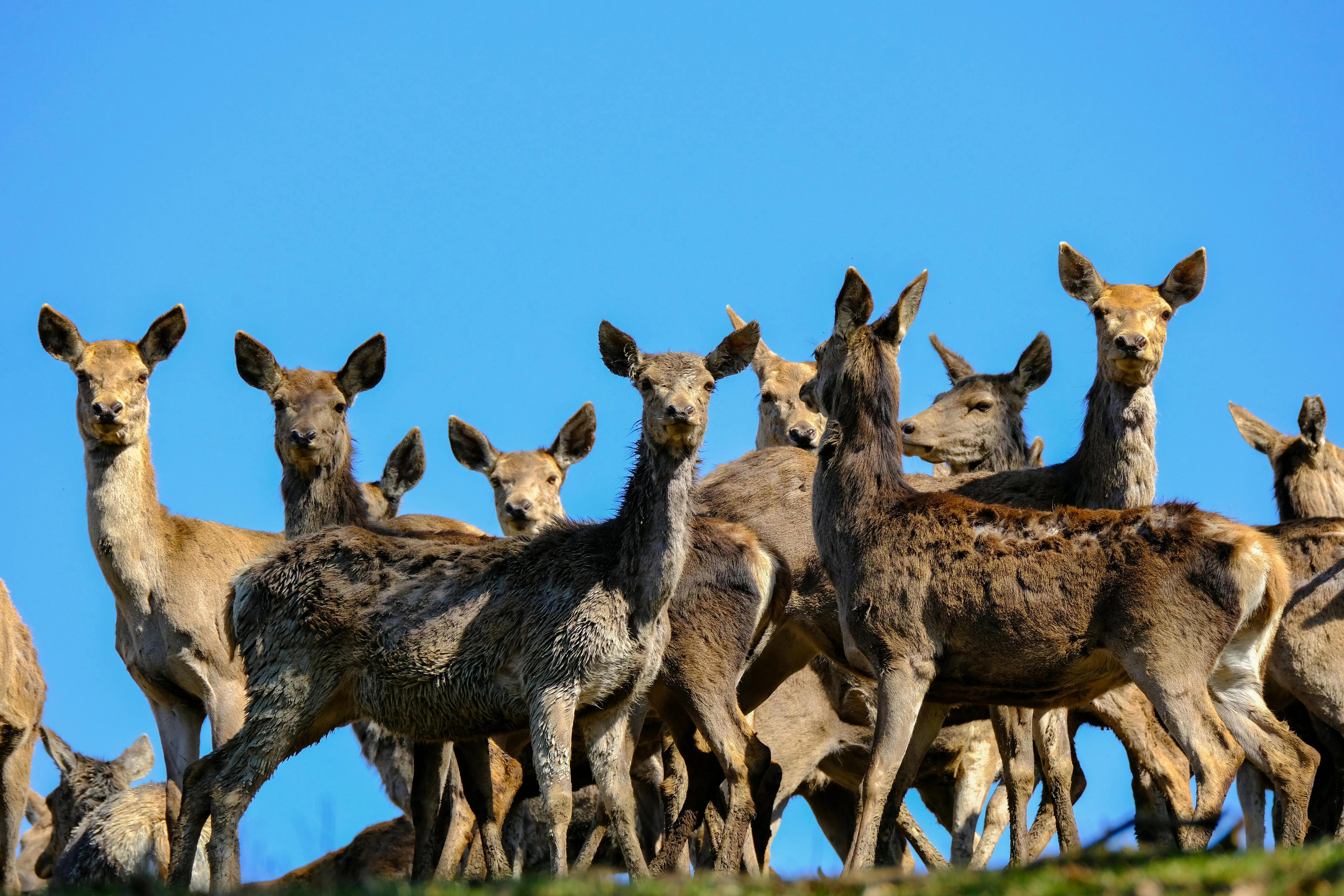 20 Ways Animals Modify Their Environment for Survival