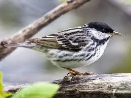 Image from All About Birds